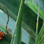 Strawberry Posion Dart Frog