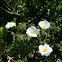 Salvia cistus