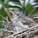 Mockingbird