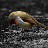 Sad Robin
