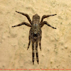 Tmarus spider