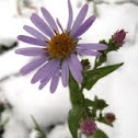 Alpine aster 