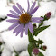 Alpine aster 
