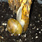 Brown Garden Snail