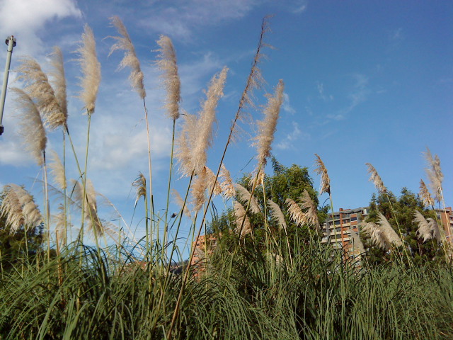 Pampas grass