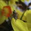 Predatory stink bug