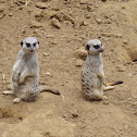 Meerkat
