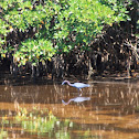 Little Blue Heron