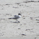Laughing Gull