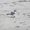 Laughing Gull