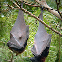 Golden-crowned Flying Fox