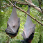 Golden-crowned Flying Fox