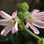 Malva