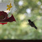 Ruby-throated Hummingbird