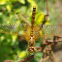 Black Faced Percher