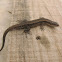 Viviparous lizard
