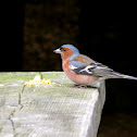 Common Chaffinch