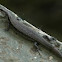 Tasmanian Tree skink