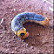 Oleander Hawk Moth Caterpillar