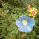 Morning Glory