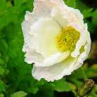 Iceland Poppy