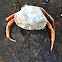 Brown crab