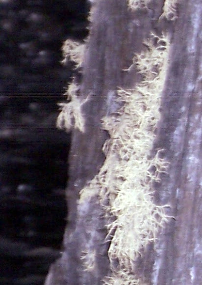 Spotting Image 1