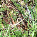 Tiger Snake