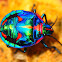 Cotton Harlequin Bug