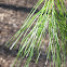 pine tree