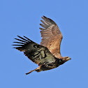 Fledgling Bald Eagle