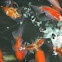 Fancy goldfish