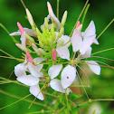 Spider Flower