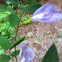 Butterfly-pea