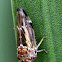 Cicadoidea