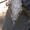 Monitor Lizard