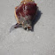Florida Fighting Conch