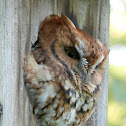 Eastern Screech-Owl