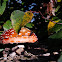 Amanita Muscaria