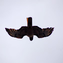 Red-tailed Hawk