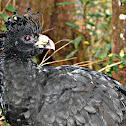 Great Curassow