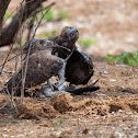 Martial Eagle