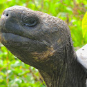 Galapagos tortoise - Santa Cruz sub-species