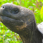 Galapagos tortoise - Santa Cruz sub-species