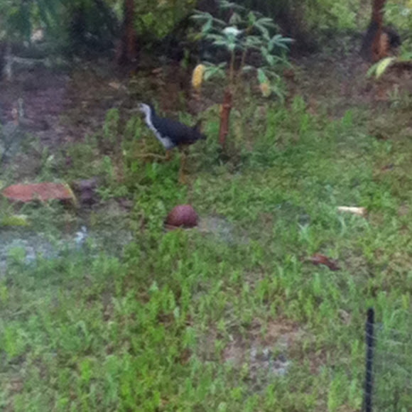 Spotting Image 1