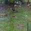 White-breasted Waterhen
