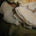 Nudibranch Spore Ribbon