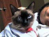Siames Gatito Macho De 2 Meses