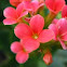 Kalanchoe