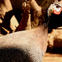 Helmeted Guineafowl